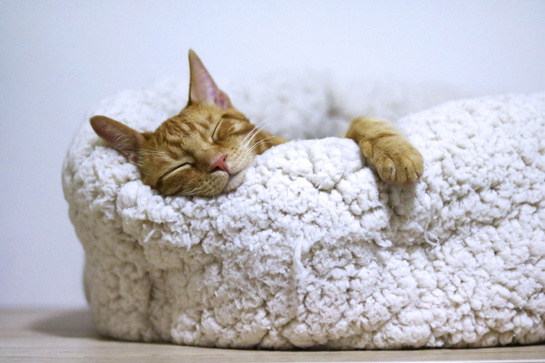Sleeping orange tabby cat curled in a fluffy white round pet bed, one paw draped over the rim.