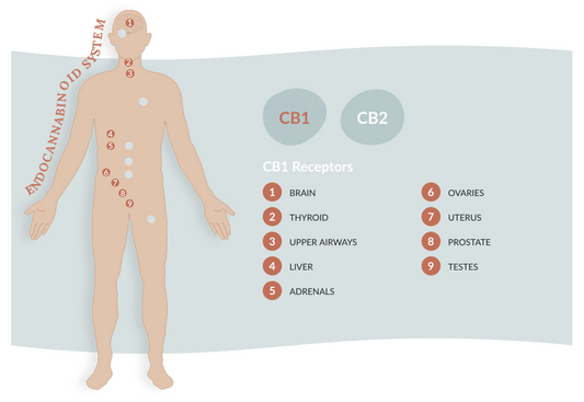 Things You Didn't Know about Your ECS (Endocannabinoid System)